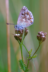 Close-up of a beautiful butterfly sitting on a colorful flower in summer on a countryside meadow.