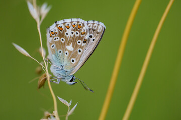 Close-up of a beautiful butterfly sitting on a colorful flower in summer on a countryside meadow.