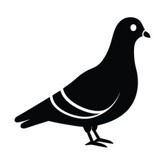 Pigeon Silhouette vector illustration black and white 
