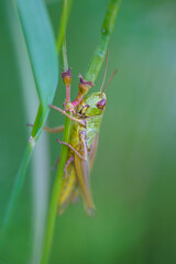 Fototapeta premium Grasshopper. It has long hind legs and short antennae, which are typical characteristics of grasshoppers. Their body is adapted for jumping.