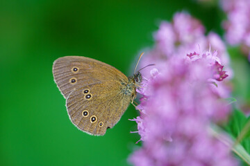 Ockerbindiger Samfalter butterfly (Aphantopus hyperantus), also known as Rostbraunes Wiesenvögelchen or Rotbraunes Wiesenvögelchen. This species of butterfly belongs to the butterfly family