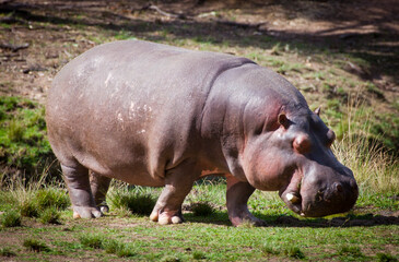 The common hippopotamus, Hippopotamus amphibius, or hippo. Large, mostly herbivorous, semiaquatic mammal looks for food on land in grass.
