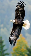 Fototapeta premium A majestic eagle soaring over a pristine forest, with a keen gaze searching for its prey, capturing the beauty and power of wildlife in action.