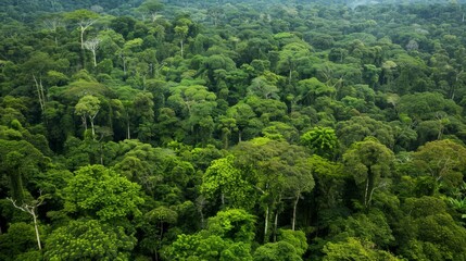 Aerial photography of the forest, showing the extent and density of the vegetation generative ai