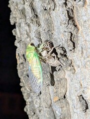 moth on a tree