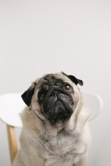 french bulldog puppy