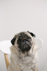 pug dog on a white background