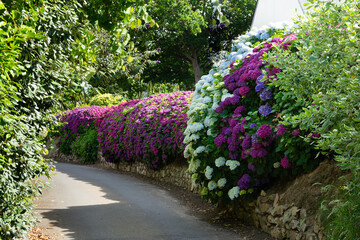 Magnifique haie d'hortensias en Bretagne - France