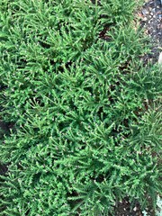 close up of green moss