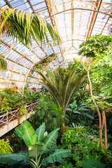 tree in a greenhouse