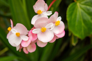 pink flowers with a red stem with a background of green leaves