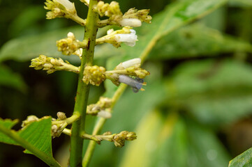exotic white flower with bluish tones surrounded by nature 