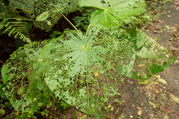 plant after being consumed by ants 