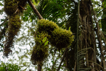 tree branch being consumed by moss in a humid forest