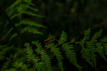 bug walking on a leaf in the open air 