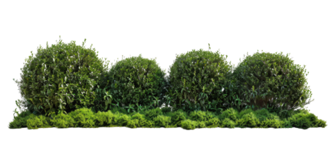 Horizontal green garden bushes cut out, isolated on a transparent background. Suitable for landscaping design.