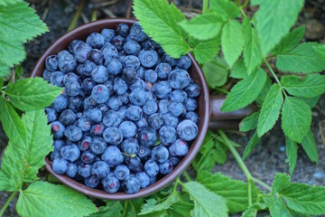 fresh blue blueberries in a brown ceramic cup stands on the grey ground among the green vegetation on the street