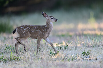  Columbian black-tailed deer fawn strolling in the park meadow 