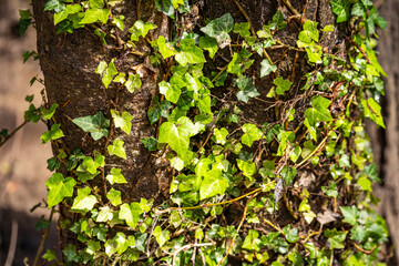 Close-up of Ivy growing around a tree trunk