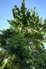 Fototapeta premium forest in the morning