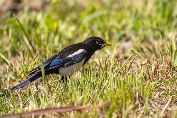 Obraz premium Close-up of Yellow-billed magpie (Pica nuttalli)