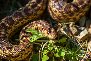 Close-up of Pacific gopher snake (Pituophis catenifer catenifer)