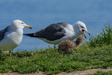 ウミネコのヒナ 北海道離島の海鳥