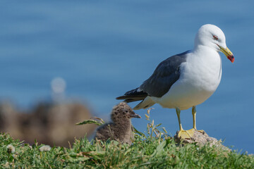 ウミネコのヒナ 北海道離島の海鳥