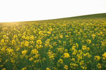 Beautiful view of field with blooming rapeseed on spring day