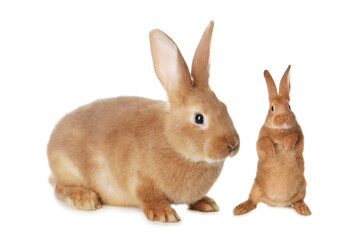 Mother rabbit and baby bunny isolated on white