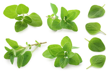 Fresh green oregano isolated on white, set