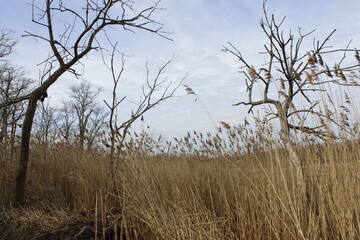 Lakeside Marsh