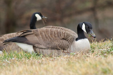 Sitting Geese