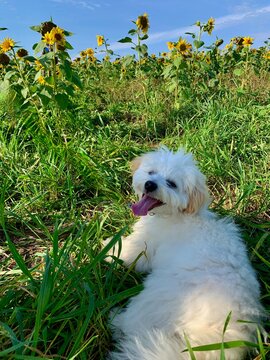 A white shichon dog laying down in a sunflower field 