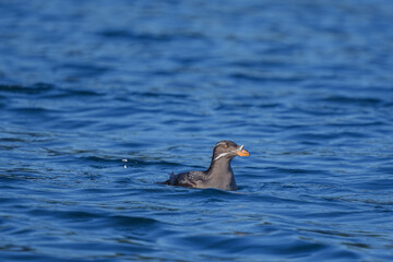 ウトウ　天売島海上からの北海道の野生動物