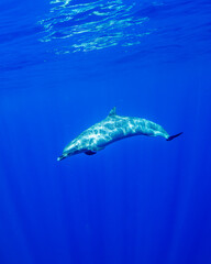 Fototapeta premium Pantropical spotted dolphins glide gracefully through the deep blue Hawaiian waters