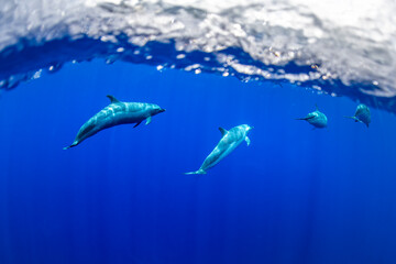 Naklejka premium Pantropical spotted dolphins glide gracefully through the deep blue Hawaiian waters