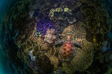 A green sea turtle swims gracefully over a coral reef in the clear waters of Cairns. © Gary