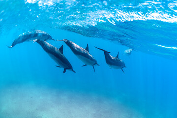 Spinner dolphins glide gracefully through the deep blue Hawaiian waters