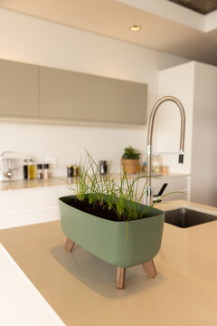 Growing herbs in modern kitchen, green planter on countertop near sink