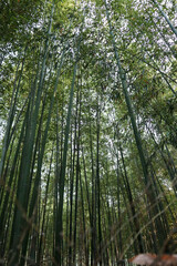 Bamboo forest in Arashiyama Kyoto. consists of rows of towering, sturdy bamboo