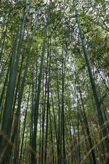 Fototapeta premium Bamboo forest in Arashiyama Kyoto. consists of rows of towering, sturdy bamboo