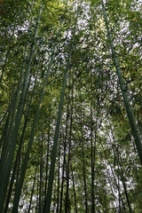 Bamboo forest in Arashiyama Kyoto. consists of rows of towering, sturdy bamboo
