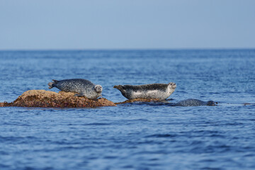 野生のゴマフアザラシ　北海道天売島の大自然 © ibuki
