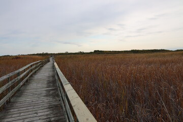 Fototapeta premium rustic wooden walkway charts a path across prairie marshland