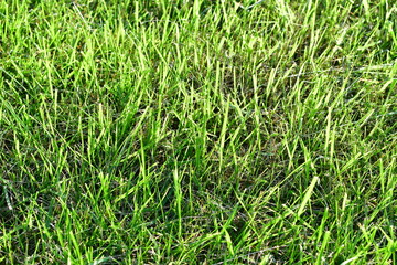 Grass