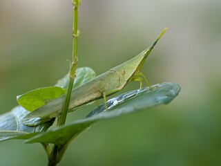 Acrida Cinerea on a leaf with blur background