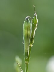 Asystasia gangetica flowers that have not yet bloomed