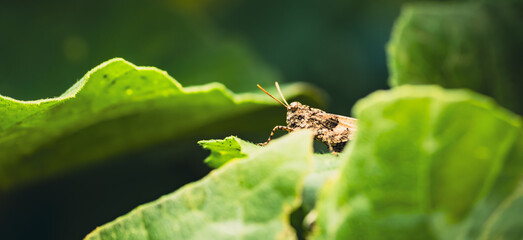 A small grasshopper, with intricate patterns on its wings, sits on a vibrant green leaf