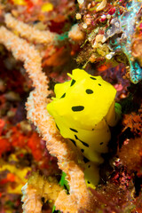 Discover the vivid beauty of the Banana Nudibranch (Aegires minor) on coral reef. Perfect for educational materials, nature articles, and marine life enthusiasts.  Underwater photography and travel.